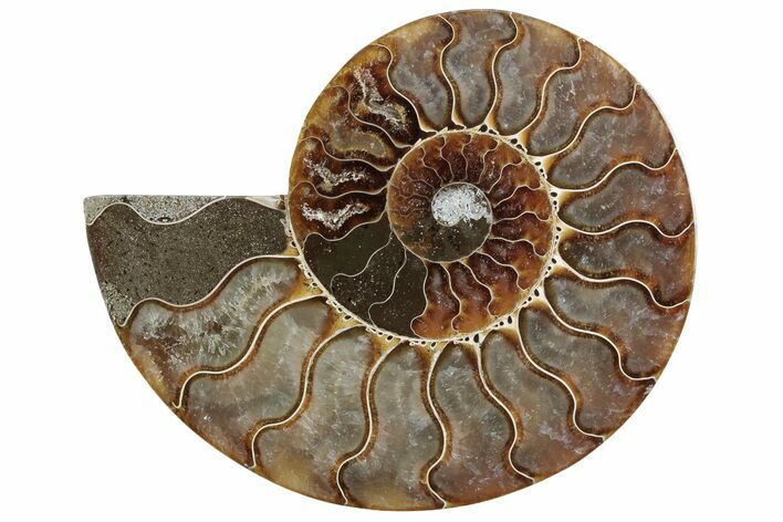Cut & Polished Ammonite Fossil (Half) - Madagascar #364913